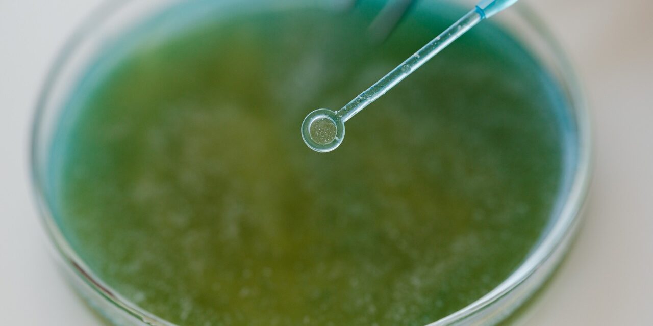 Magnifying Microbes: A Sapienic Series